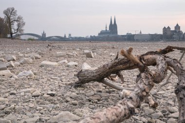 Köln 'deki Ren Nehri' nin alçak suları, Almanya 'da kuraklık.