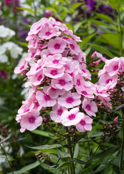 庭のフロックス Phlox Paniculata 夏の花 — ストック写真