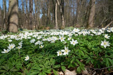 İlkbaharda orman, yel çiçeklerinin görüntüsünü kapat (Anemone nemorosa)