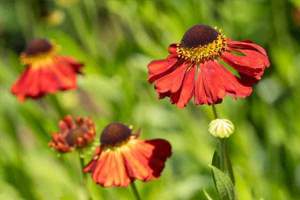 Helens Flower Helenium Flowers Summer — стоковое фото