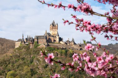 COKEM, ALMANY - 3 Nisan 2022: 3 Nisan 2022 'de Almanya' da şeftali çiçekleriyle Cochem Kalesi 'nin panoramik görüntüsü