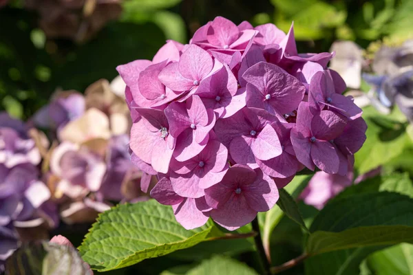 Penny Mac Hydrangea Macrophylla Fleurs Été — Photo