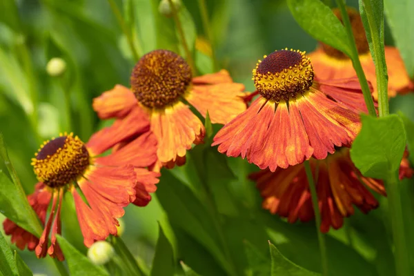 Helens Flower Helenium Flowers Summertime — Stock Photo, Image