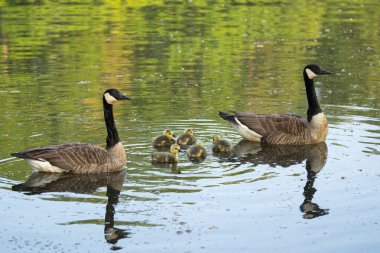 Kanada kazı (Branta canadensis), Almanya 'da çekilmiştir.