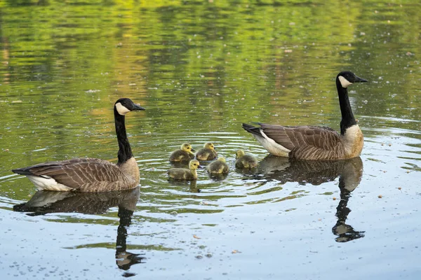 Kanada Husa Branta Canadensis Obraz Byl Pořízen Německu — Stock fotografie