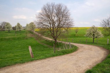 Çiçek açan ağaçlı çayırların panoramik görüntüsü, Bergisches Toprakları, Almanya  