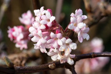 Viburnum (Viburnum farreri), bahçelerin çiçekleri