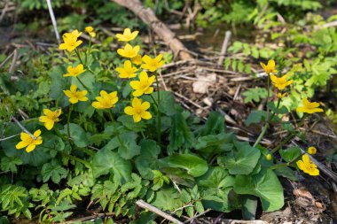 Bahar zamanı orman, Kingcup 'ın görüntüsünü kapat (Caltha palustris)