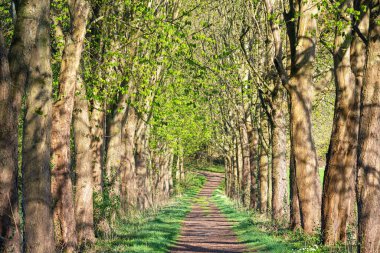 Odenthal, Bergisches Toprakları, Almanya 'ya yakın ağaçlık patika.