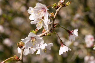 Fuji kirazı Kojou-no-mai (Prunus incisa), çiçeğin başını kapat