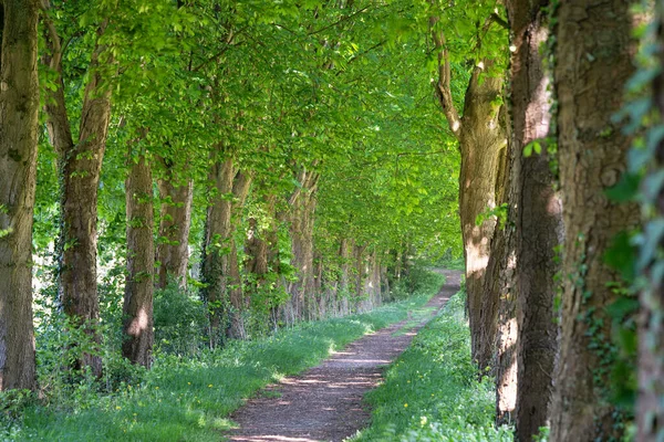 Sentiero Alberato Vicino Odenthal Bergisches Land Germania — Foto Stock