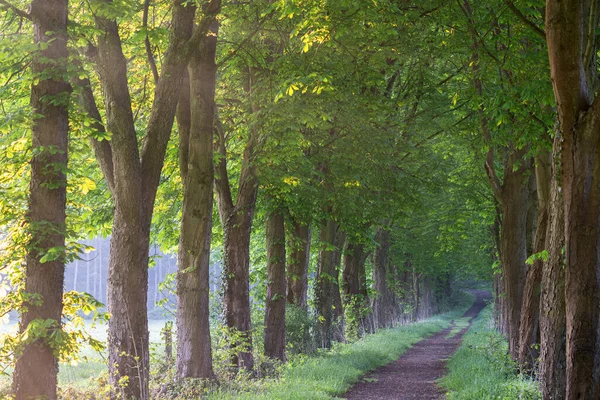 Tree-lined footpath close to Odenthal, Bergisches Land, Germany