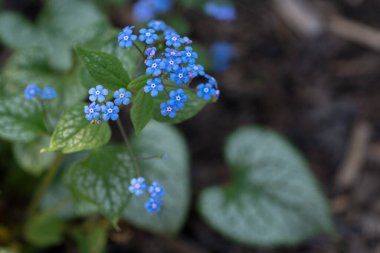 Sibirya böceği parlatıcısı (Brunnera makrophylla), çiçeğin başını kapat