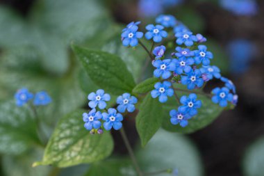 Sibirya böceği parlatıcısı (Brunnera makrophylla), çiçeğin başını kapat