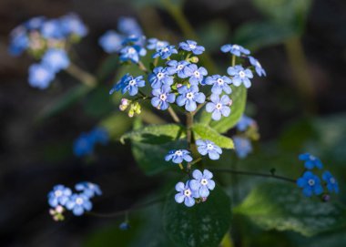Sibirya böceği parlatıcısı (Brunnera makrophylla), çiçeğin başını kapat