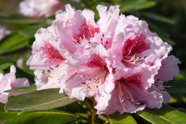 Rododendron Hibrit Belami (Rhododendron melezi), çiçeğin başını güneş ışığında kapat