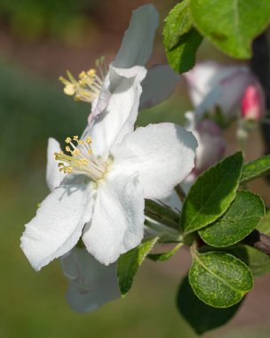 Elma ağacı (Malus domestica), ilkbahar çiçekleri