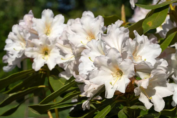 Ροδόδενδρο Υβριδική Dufthecke Rhododendron Υβριδικό Κοντινό Πλάνο Από Κεφάλι Λουλουδιών — Φωτογραφία Αρχείου