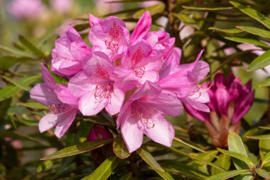 Ormangülü hibrid (Rhododendron hibrit), yakın çekim güneşli çiçek Başkanı