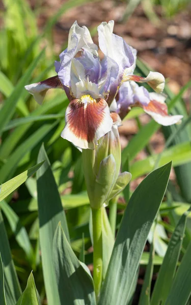 German Iris Iris Barbata Nana Close Flower Head — ストック写真