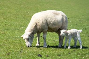 Sheep farming on the North Frisian Island Pellworm, green workers on the dyke, Germany