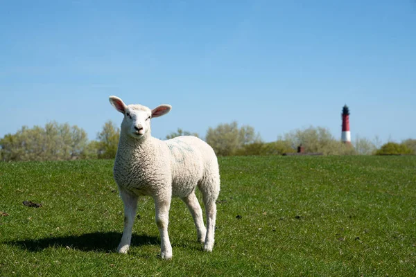 Sheep Farming North Frisian Island Pellworm Green Workers Dyke Germany — 图库照片