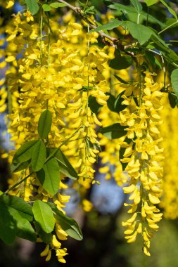 Laburnum (Laburnum anagyroides), yaz mevsiminde çiçek açan ağacın yakın çekimi