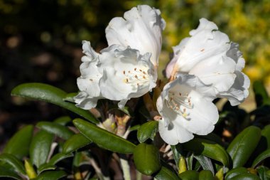 Ormangülü hibrid (Rhododendron hibrit), yakın çekim güneşli çiçek Başkanı
