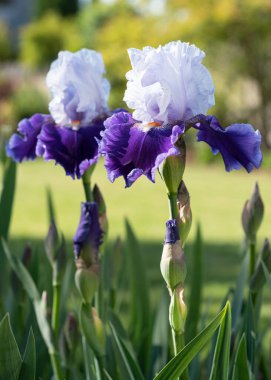 Alman iris (Iris barbata), çiçeğin başındaki görüntüyü kapat