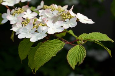 Japon kartopu (Viburnum plicatum), çiçeğin başını kapat