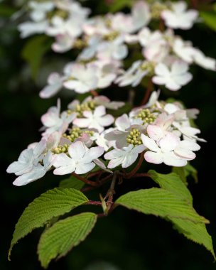 Japon kartopu (Viburnum plicatum), çiçeğin başını kapat