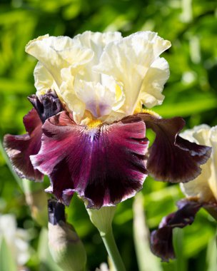 Alman iris (Iris barbata), çiçeğin başındaki görüntüyü kapat