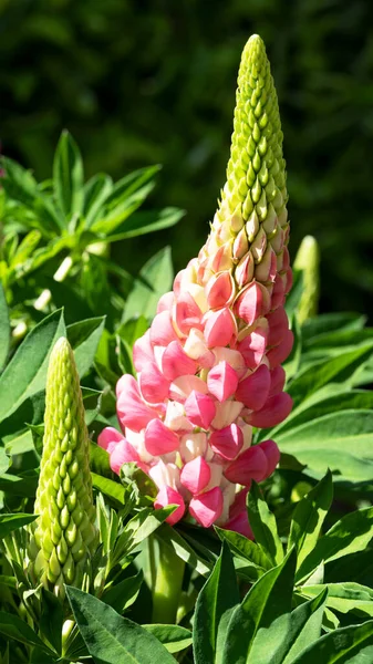 Garden Lupin Lupinus Polyphyllus Close Flower Head — Stock Photo, Image