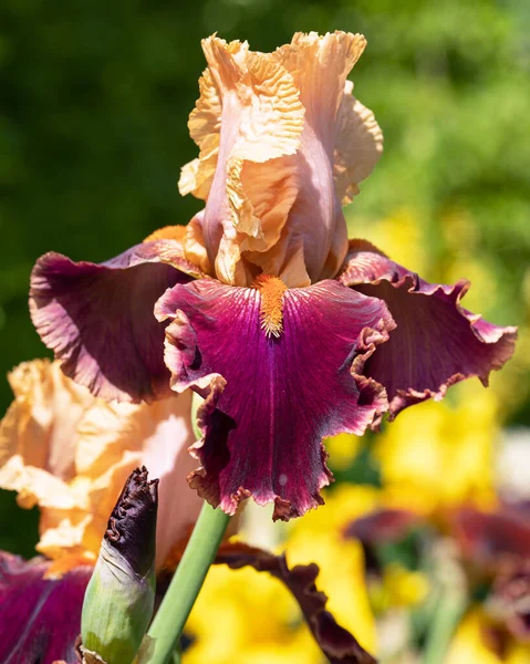 Deutsche Schwertlilie Iris Barbata Nahaufnahme Des Blütenkopfes — Stockfoto