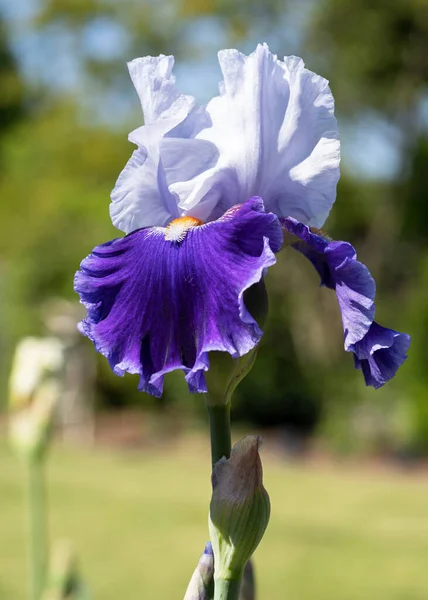 Německá Duhovka Iris Barbata Zblízka Obraz Hlavy Květiny — Stock fotografie