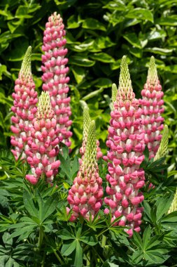Bahçe Lupin (Lupinus polyphyllus), çiçeğin başını kapat