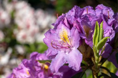 Ormangülü hibrid (Rhododendron hibrit), yakın çekim güneşli çiçek Başkanı