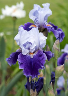 Alman iris (Iris barbata), çiçeğin başındaki görüntüyü kapat