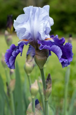 Alman iris (Iris barbata), çiçeğin başındaki görüntüyü kapat