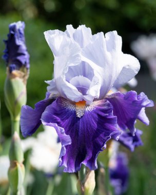 Alman iris (Iris barbata), çiçeğin başındaki görüntüyü kapat