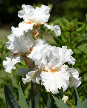 Alman iris (Iris barbata), çiçeğin başındaki görüntüyü kapat