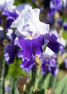 Alman iris (Iris barbata), çiçeğin başındaki görüntüyü kapat