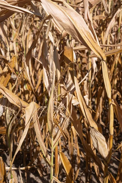 Close up image of withered corn plants, aridity in Germany