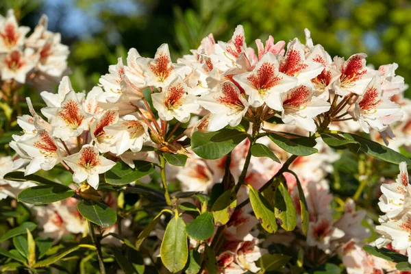 Rhododendron Hybrid Rhododendron Hybrid Close Flower Head Sunshine — Stock Photo, Image