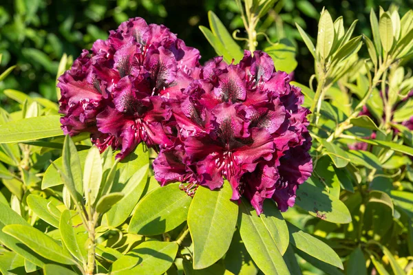 Rhododendron Hybrid Rhododendron Hybrid Närbild Blomma Huvudet Solsken — Stockfoto