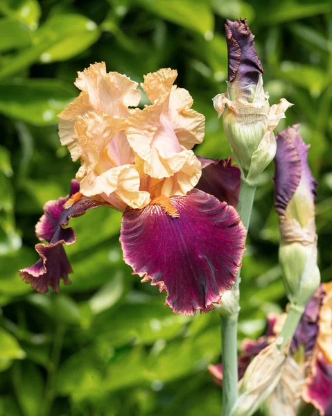 Deutsche Schwertlilie Iris Barbata Nahaufnahme Des Blütenkopfes — Stockfoto