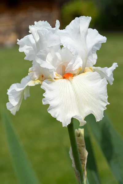 Deutsche Schwertlilie Iris Barbata Nahaufnahme Des Blütenkopfes — Stockfoto