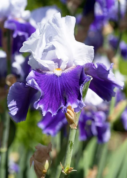 Deutsche Schwertlilie Iris Barbata Nahaufnahme Des Blütenkopfes — Stockfoto