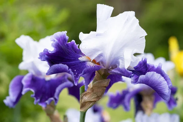 Німецький Ірис Iris Barbata Зображення Головки Квітки — стокове фото