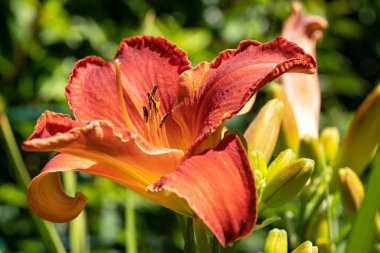 Day Lily (Hemerocallis), çiçeğin başını kapat